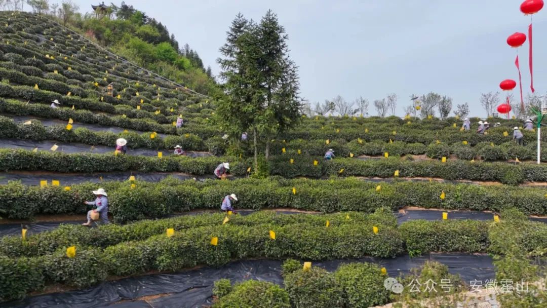2024中国茶品牌TOP50正式发布 “霍山黄芽”上榜